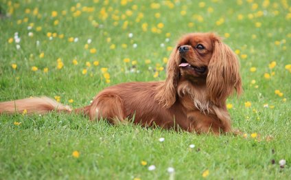 136: cavalier king charles