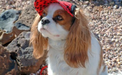 Cavalier King Charles Spaniels