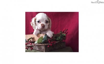 Cocker spanials FLORIDA-= WE