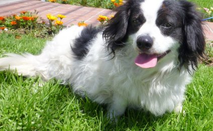 Corgi / Cavalier King