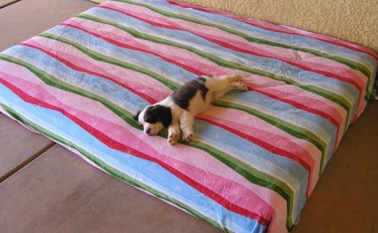 English Springer Spaniel
