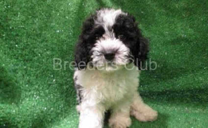 King charles spaniel poodle