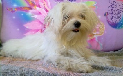 Michigan Dogs for sale