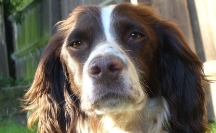 Working Cocker Spaniel by