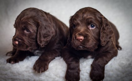 Working Cocker Spaniel
