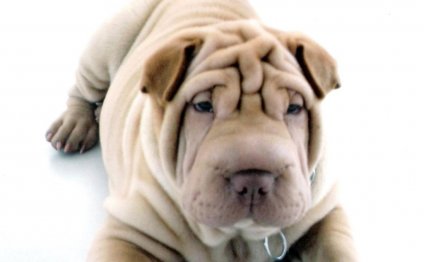 English Springer Spaniel dogs 101