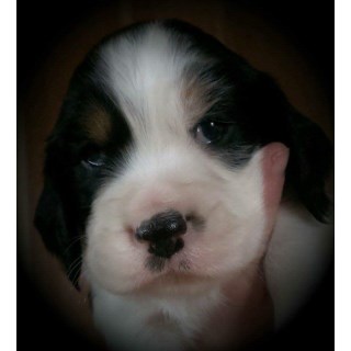 AKC English Springer Spaniels
