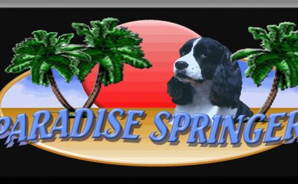 Springer Spaniel puppies Florida