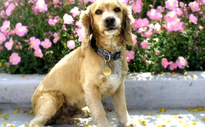 American Cocker Spaniel puppies for Adoption