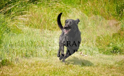 American Water Spaniel Club