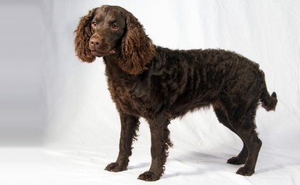 American Spaniel breeds