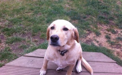 Labrador cross Springer Spaniel
