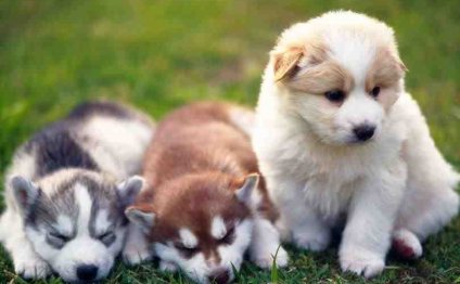 King Charles Spaniel Chihuahua mix