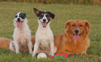 Springer Spaniel Puppy names