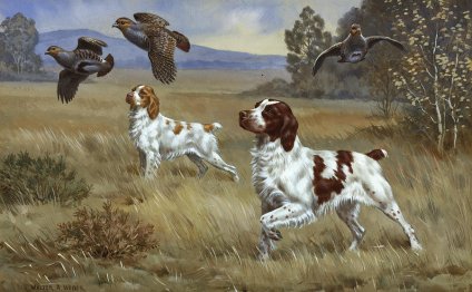 Pictures of Brittany Spaniels