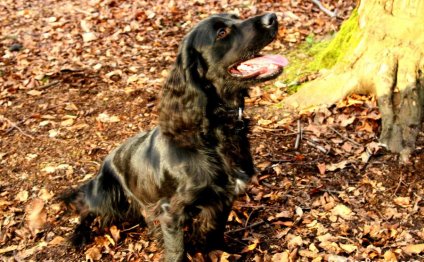 Working Field Spaniel