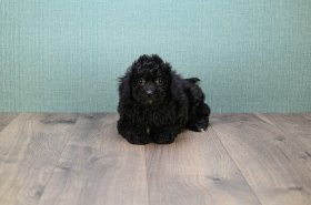 CAVA POO PUPPY!!!!!! - 9 week old Cava Poo CAVA POO PUPPY!!!!!! - 9 week old Cava Poo