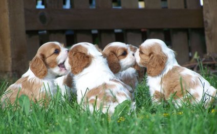 King Charles Spaniel Facts