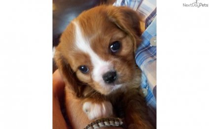 Ruby King Charles Spaniel puppies
