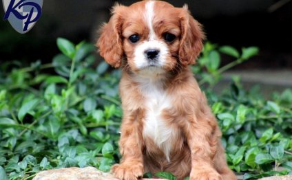 Toy King Charles Spaniel for sale