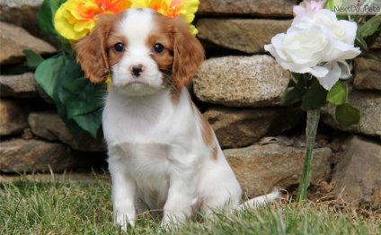 Cavalier King Charles Spaniel puppies Houston