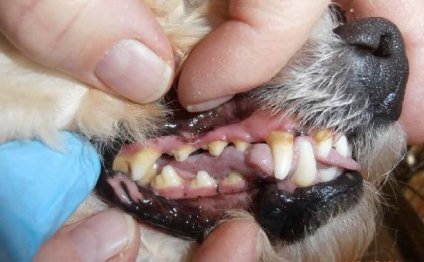 King Charles Spaniel Bichon mix