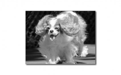 Cavalier King Charles Spaniel black and white