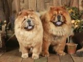 Chow Chow