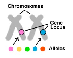 Chromosomes