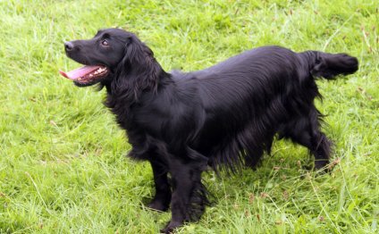 Working Cocker Spaniel stud dogs