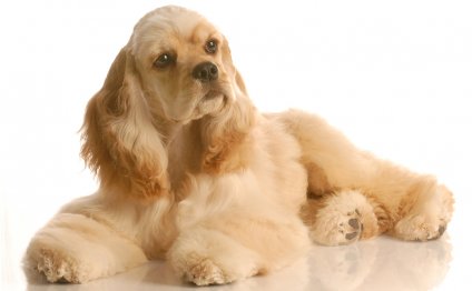 Pictures Cocker Spaniels
