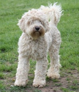 dog canine pet designer labradoodle mixed breed allergy shedding