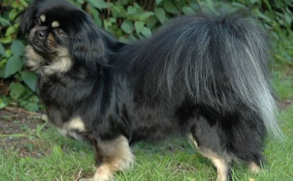 Black Tibetan Spaniel
