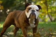 English Bulldog