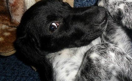 Cocker Spaniel Animal Planet