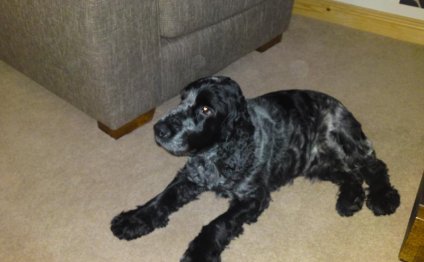 English Cocker Spaniel Shedding