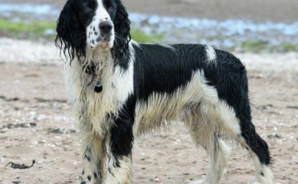 Types of Spaniels pictures