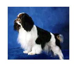 English Toy Spaniel