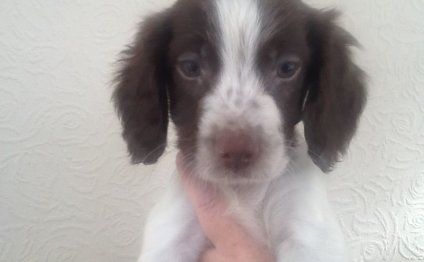 KC registered Springer Spaniel puppies for sale
