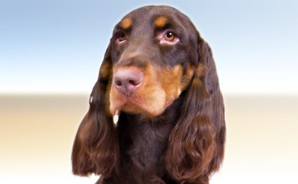 American Field Spaniel