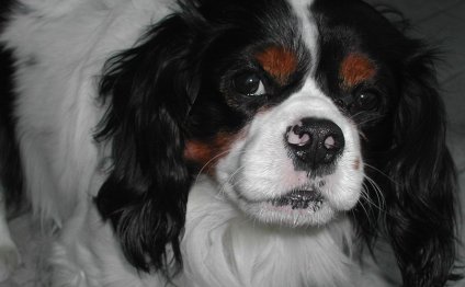 King Charles Spaniel Names