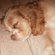 American Cocker Spaniel dog