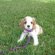 American Cocker Spaniel puppies for Adoption