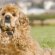 American Cocker Spaniel Weight