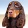 American Field Spaniel
