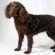 American Water Spaniel Pictures