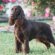 Black Field Spaniel
