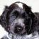 Blue roan English Cocker Spaniel