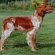 Brittany Springer Spaniel puppies for sale