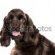 Brown American Cocker Spaniel
